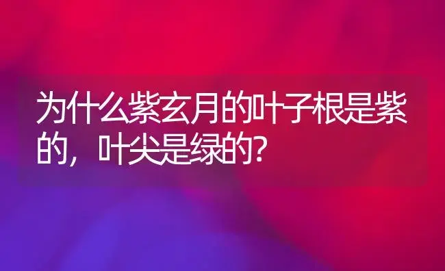 为什么紫玄月的叶子根是紫的,叶尖是绿的？ | 多肉养殖