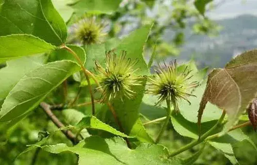 枫香种子选种育苗技巧