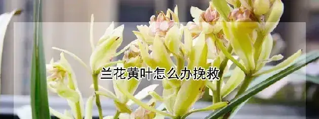 兰花黄叶怎么办挽救