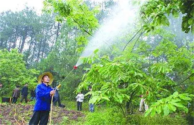 板栗的高产施肥技术