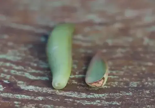 盆栽育苗 | 多肉植物怎么叶插繁殖（图解）