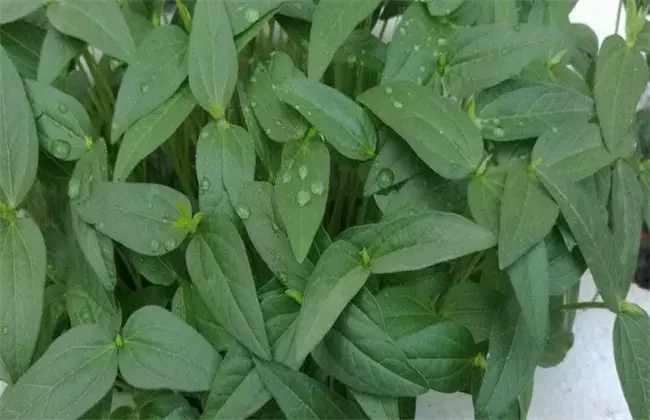 黑豆成长环境