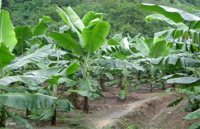 香蕉栽培管理技术