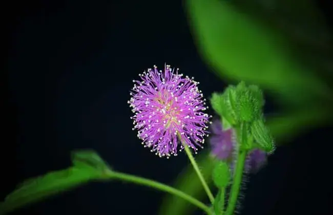 含羞草的花语和传说