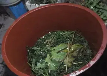 花卉果蔬盆景 | 盆栽莲藕的种植方法