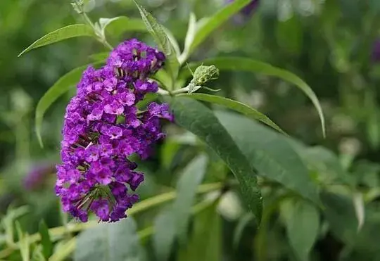 醉鱼草花语是什么，醉鱼草的传说故事/信仰心