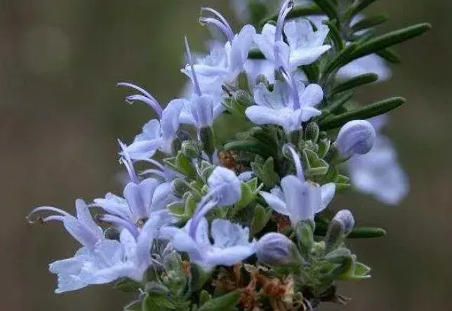 迷迭香什么时候开花，迷迭香花语有哪些？