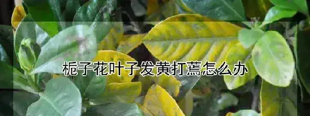 栀子花叶子发黄打蔫怎么办