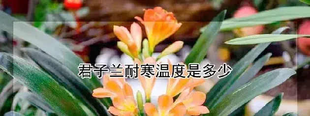 君子兰耐寒温度是多少