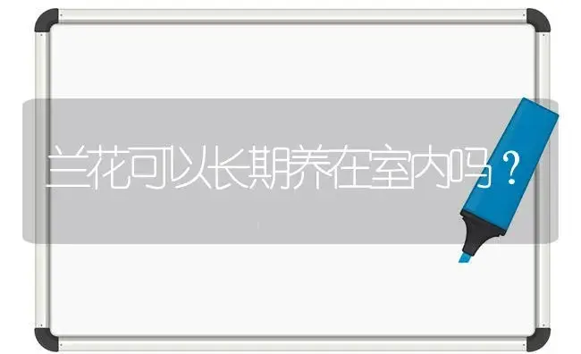 兰花可以长期养在室内吗？ | 绿植常识