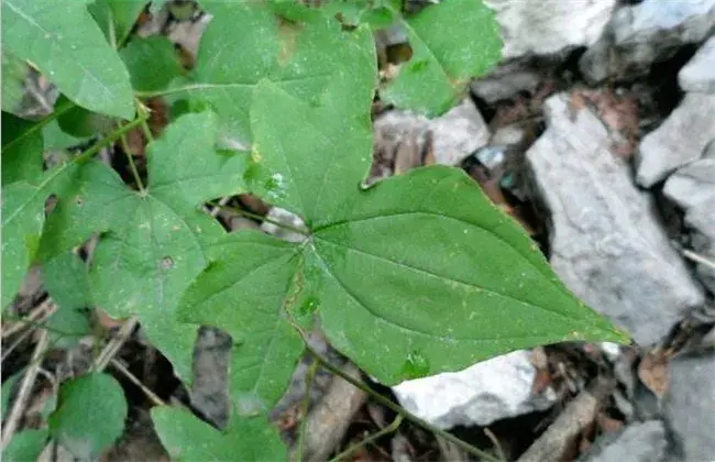 穿山龙的栽培办法