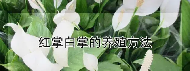 红掌白掌的养殖方法