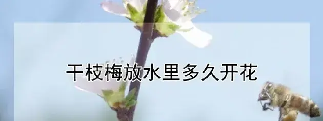 干枝梅放水里多久开花