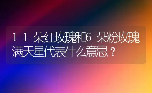 11朵红玫瑰和6朵粉玫瑰满天星代表什么意思？ | 绿植常识