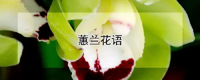 蕙兰花语