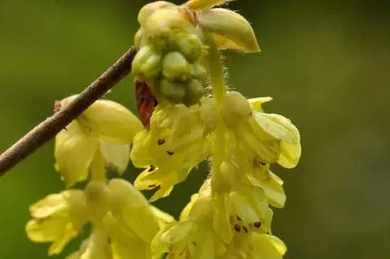 蜡瓣花花语 蜡瓣花繁殖方法