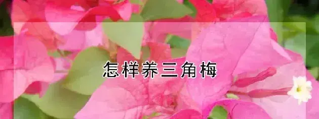 怎样养三角梅