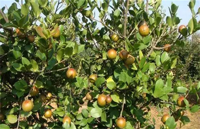 油茶高产种植要点