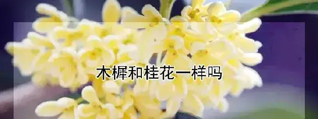 木樨和桂花一样吗