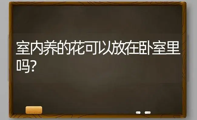 室内养的花可以放在卧室里吗？ | 绿植常识