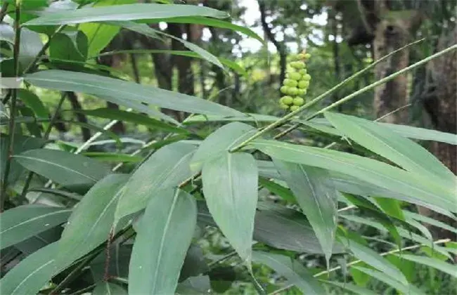 益智仁的栽培技术