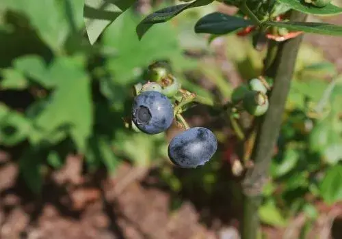 怎样提升蓝莓的栽培产量？