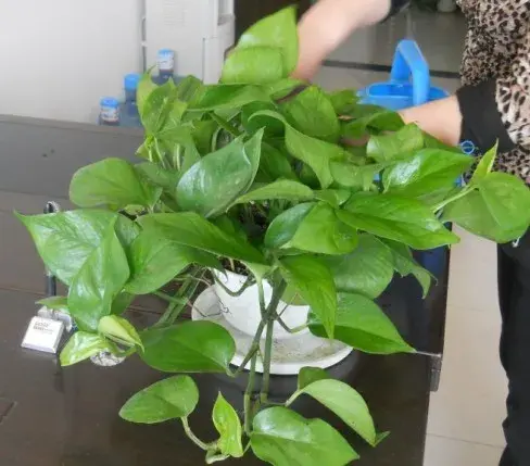 盆栽施肥 | 家庭盆栽花卉的追肥方法