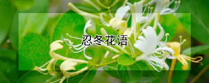 忍冬花语