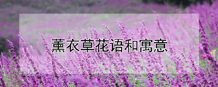 薰衣草花语和寓意