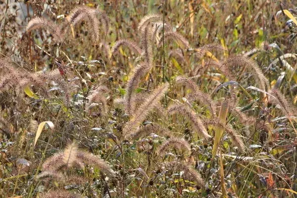 猫尾草非草花语有哪些？