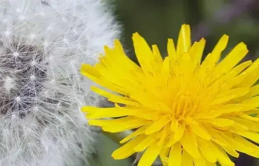 蒲公英几月开花的