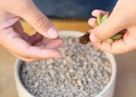 盆景制作 | 多肉植物如何组盆