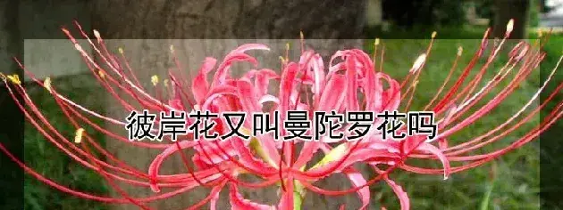 彼岸花又叫曼陀罗花吗