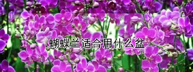 蝴蝶兰适合用什么盆