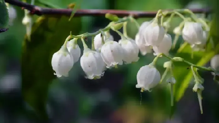 铃兰花语