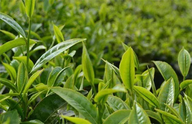 茶叶栽培的小心事项