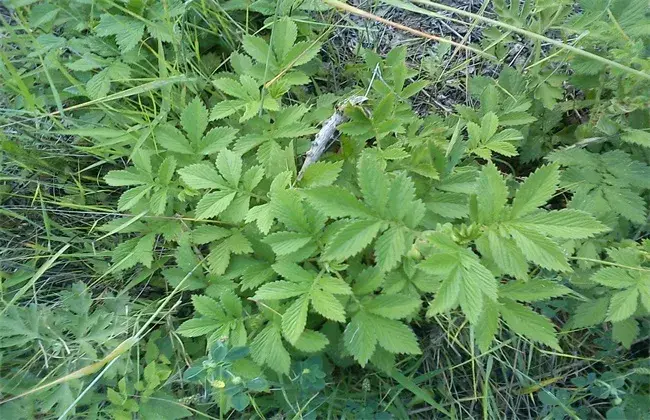 仙鹤草种植管理