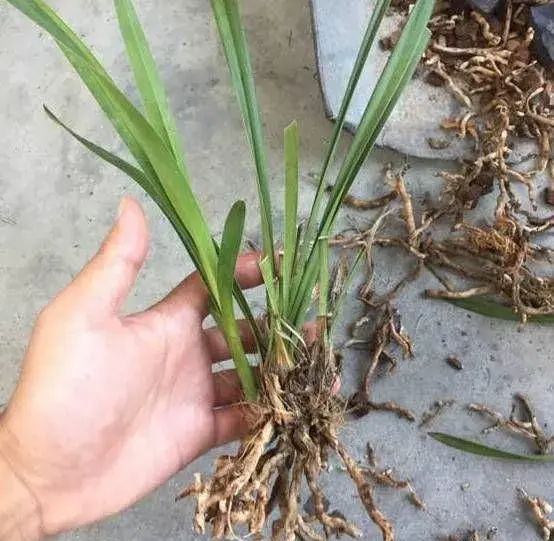 长寿花的根烂了是什么原因导致的?