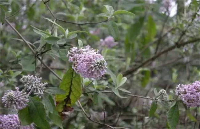 密蒙花的栽培技术