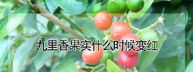 九里香果实什么时候变红