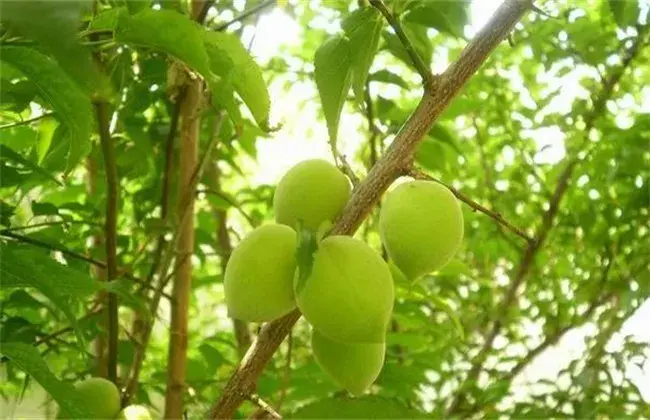 杏子种植技术