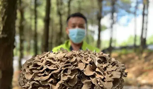 贵州开阳县硒城街道刘育村灰树花大量上市预计可生产灰树花鲜品7.5万公斤