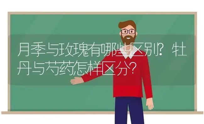 月季与玫瑰有哪些区别?牡丹与芍药怎样区分？ | 绿植常识