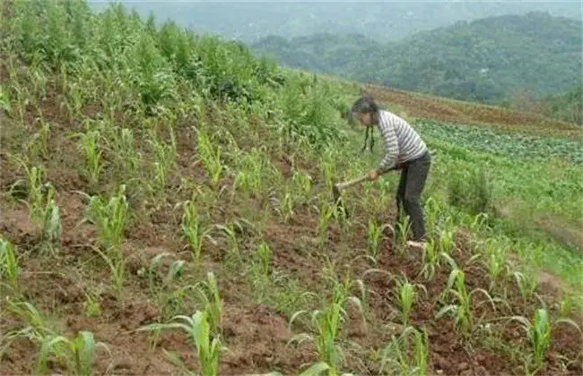 高粱的施肥技术