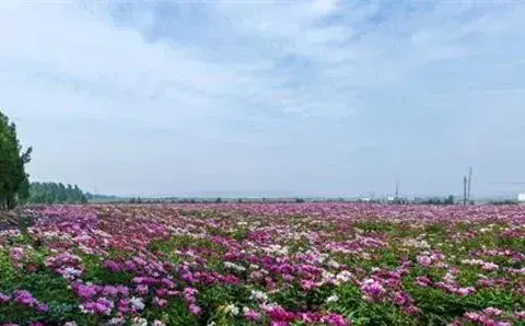 白芍种植选地整地种子繁殖及病虫害防治要点