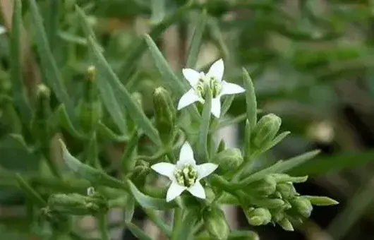 百蕊草选地整地、播种育苗、田间管理、种植技术