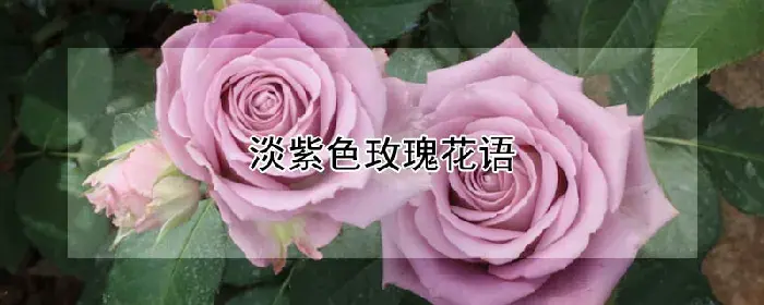 淡紫色玫瑰花语