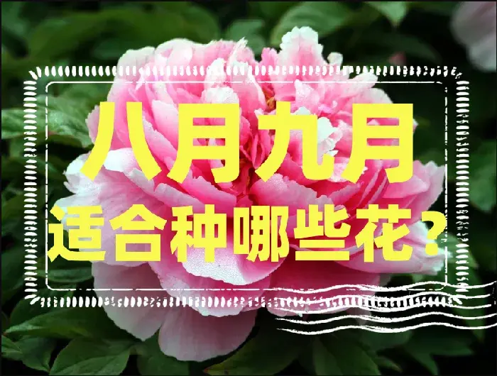 八月九月适合种哪些花？