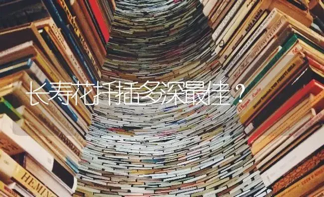 长寿花扦插多深最佳？ | 多肉养殖