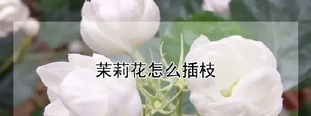 茉莉花怎么插枝